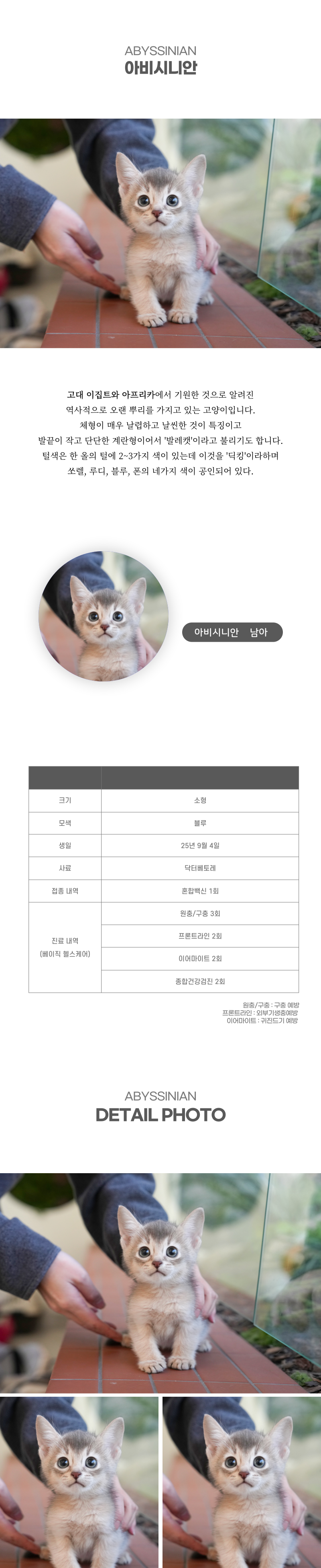 아비시니안_상세이미지_2